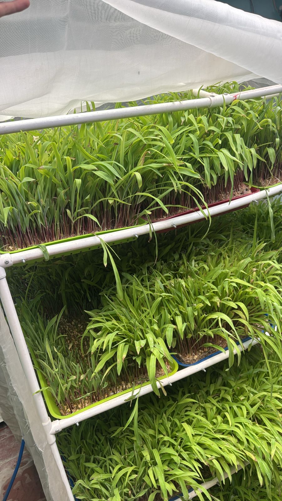 Forraje Verde Hidropónico cultivado en bandejas