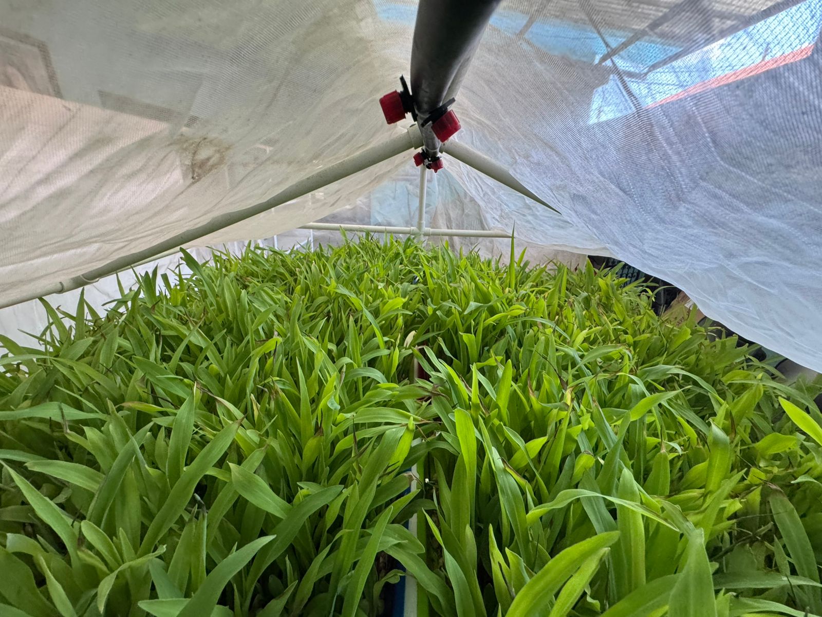 Forraje Verde Hidropónico cultivado en bandejas